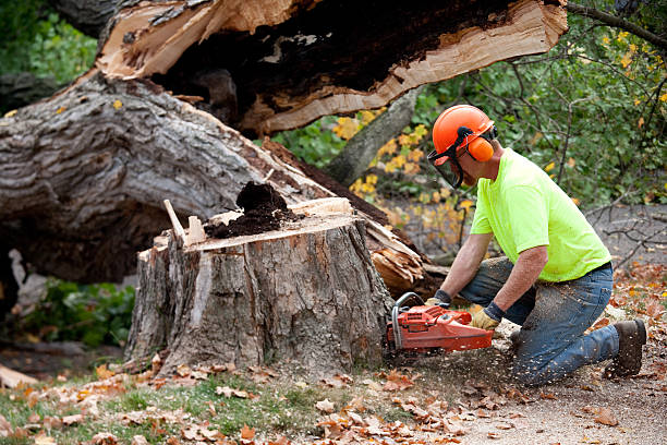 Trusted Hardeeville, SC Tree Service Experts